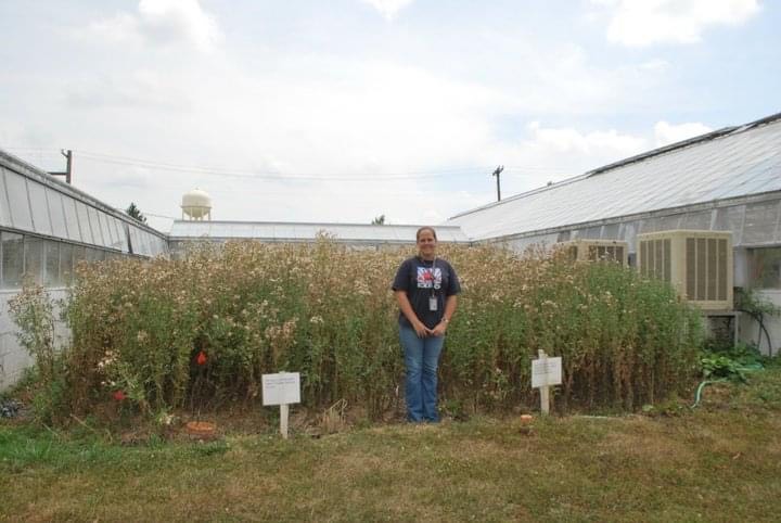 /ARSUserFiles/46547/2010 canada thistle plot.jpg